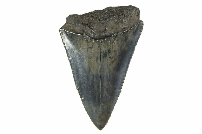 Serrated, Fossil Great White Shark Tooth - South Carolina #340323